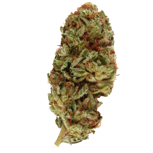 Buy Northern Lights THC Weed In Sheffield